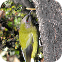 Australian Bellbirds