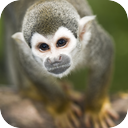 Squirrel Monkeys