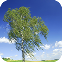 Breeze In The Forest