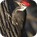 Woodpecker