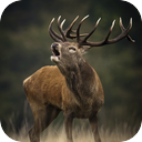 Red Deer