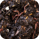Rotting Grave