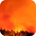 Forest Fire