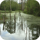 Flooded Marsh