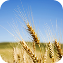 Cracking Wheat Field In Summer