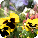 Rainy Flower Garden