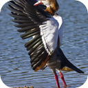 Egyptian Goose