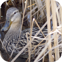 Ducks In The Brush