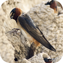 Cliff Swallows Nesting