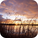 Birds In Comacchio Lake