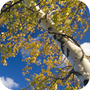 Wind In Birch Trees