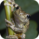 Australian Tree Frogs