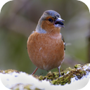 Chaffinch