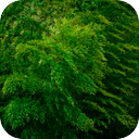 Windy Forest