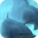 Dolphin Speak