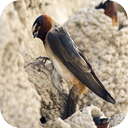 Cliff Swallows