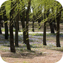 Shuckborough Woods Wind