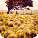 Blustering Wind