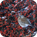 Fieldfares