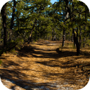 Walking On Pine Needles