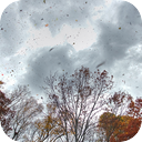 Backyard Windstorm
