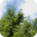 Windy Forest Morning