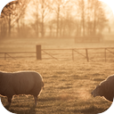 Sheep Grazing in a Meadow