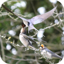 Swallow Nest