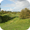 Wind Blowing through Brush