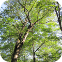 Wind Through Birch Tree