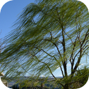 Windy Suburbs