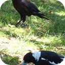 Crows And Magpies