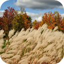 Autumn Wind