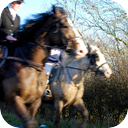 Trotting Horse On A Rural Road