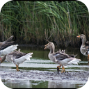 Geese in the Polder