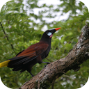 Montezuma Oropendola