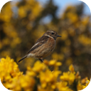 Stonechat