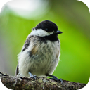 Black-Capped Chickadee