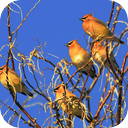 Bruneau Dunes Bird