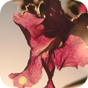 Strong Wind Through a Desert Willow