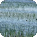 Doñana Park Marsh