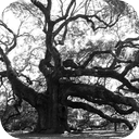 Giant Oak Creaking In The Wind