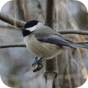 Black Capped Chickadee