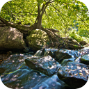 English Summer Forest Stream