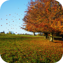 Wind In The Leaves