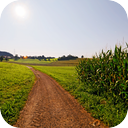 Summer Breeze Through Corn Leaves