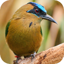 Yucatan Motmot