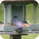 Springtime Blue Jays