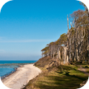 Windy Forest Near the Sea